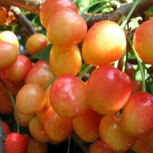 Черешня Фатеж (подвой Могалебская) (в сетке) 1шт