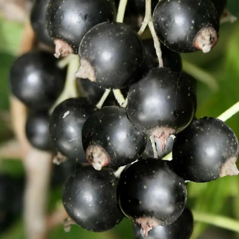 Смородина черная Ядреная в горшке С2 1шт