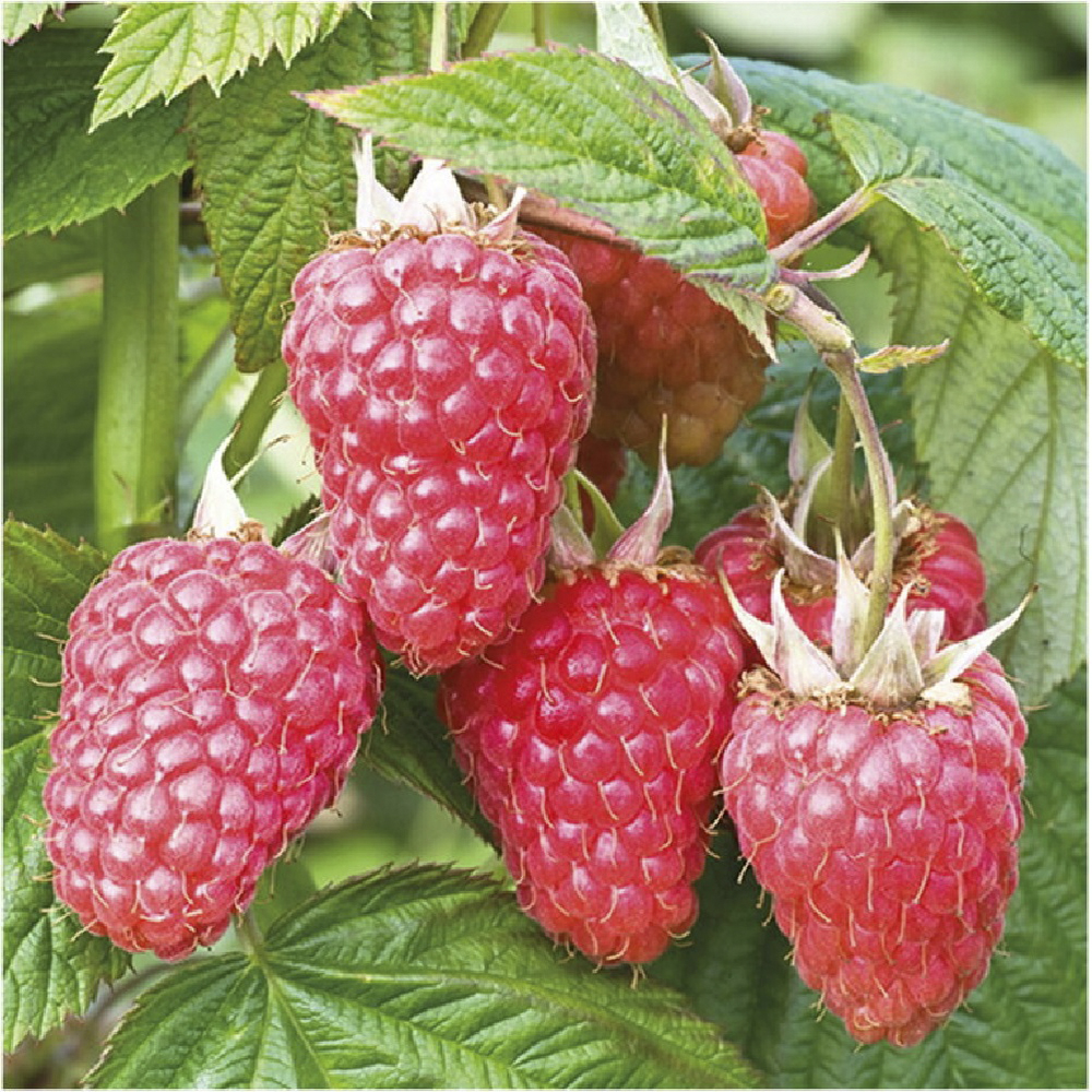 Малина Самородок ремонтантная 1шт