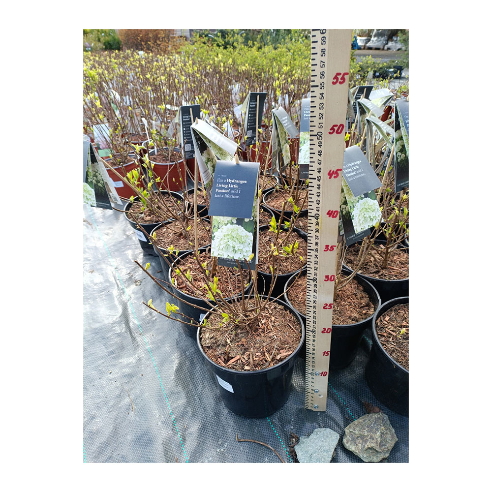 Гортензия метельчатая Ливин Литл Пэшин С3 1шт/ Hydrangea paniculata LIVING LITTLE PASSION