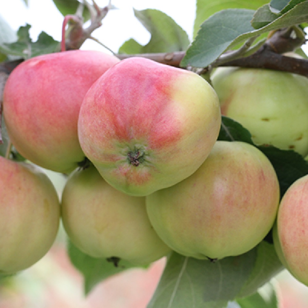 Яблоня Павлуша карликовая 1шт.