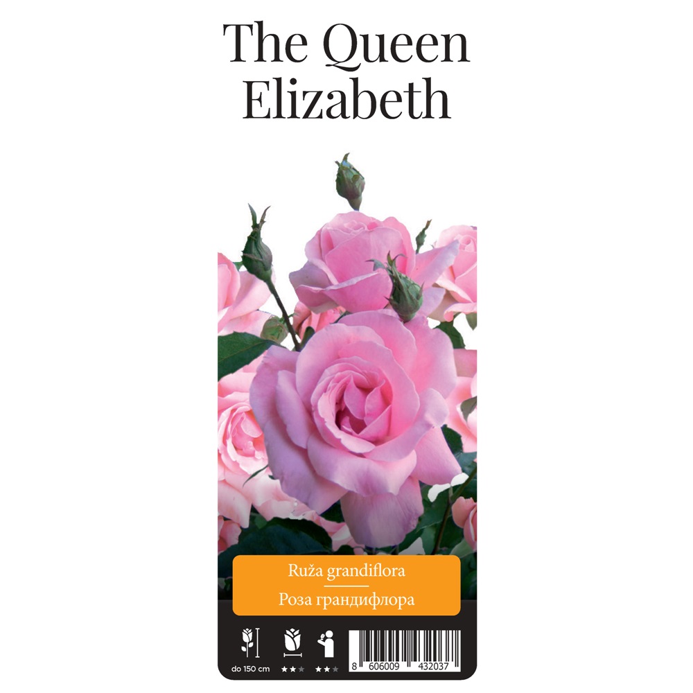 Роза Зе Квин Элизабет грандифлора 1шт. / The Queen Elizabeth /20