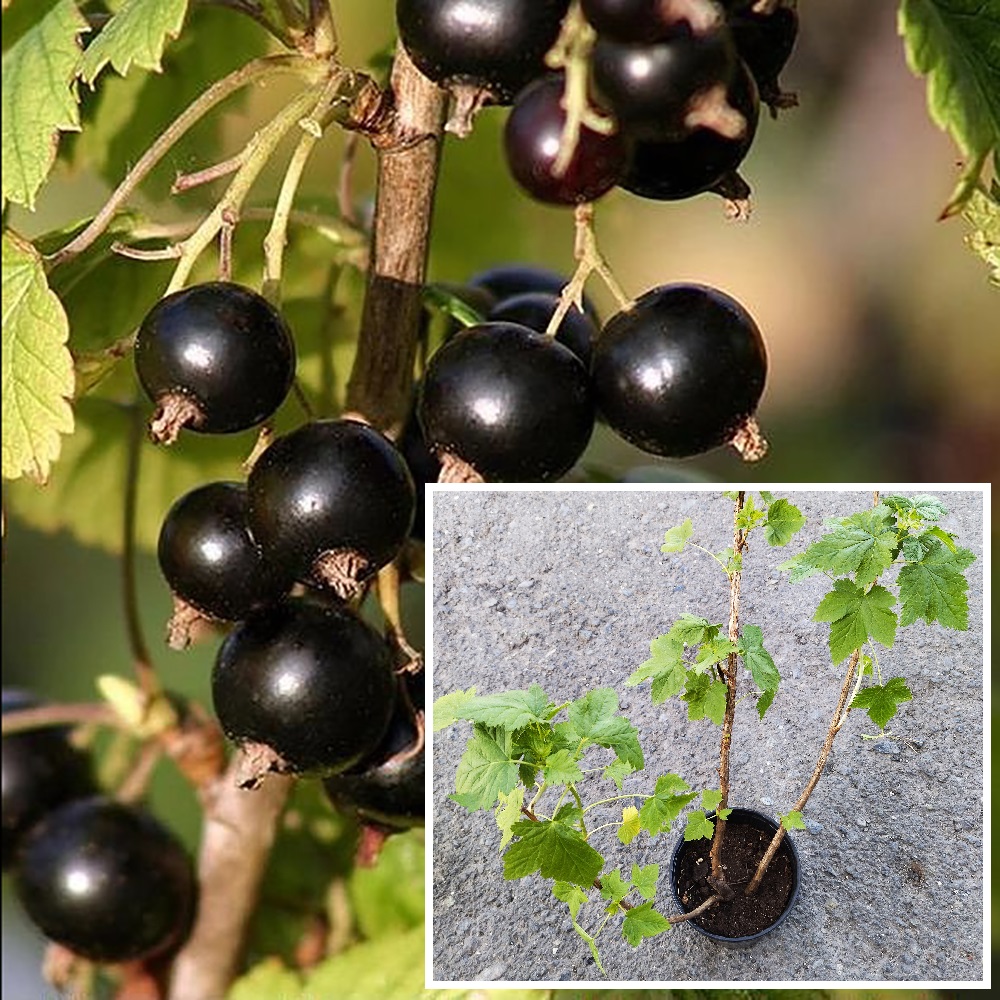 Смородина черная Памяти Потапенко в горшке 2л/ 1шт