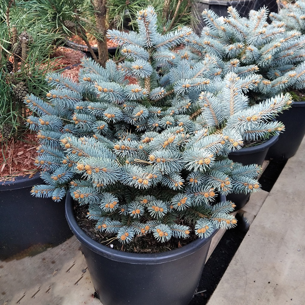 Ель колючая Глаука Глобоса в горшке 15л (высота 40-50см) 1шт/ Picea pungens Gauca Globosa