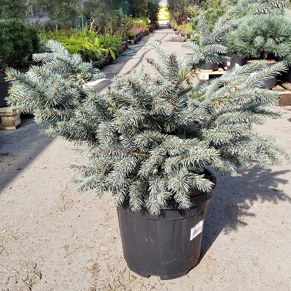 Ель колючая Карпатен С15 (высота 50-60см) 1шт/Picea pungens Karpaten