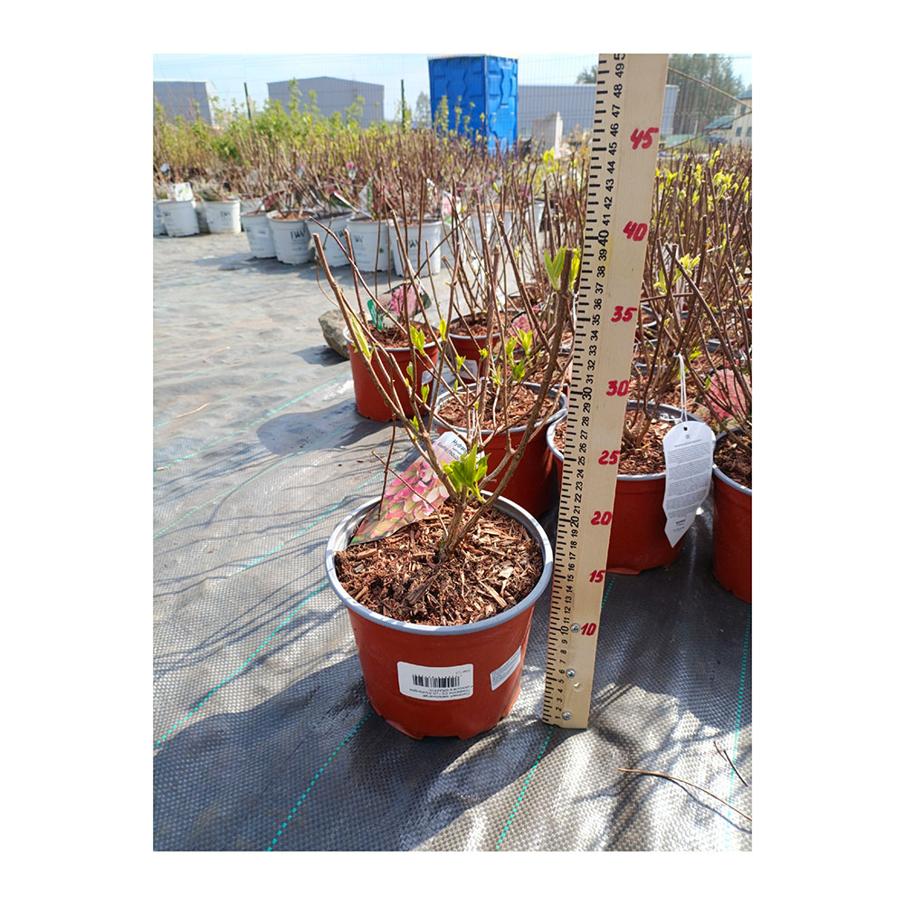 Гортензия метельчатая Граффити С3 1шт./Hydrangea paniculata GRAFFITI 