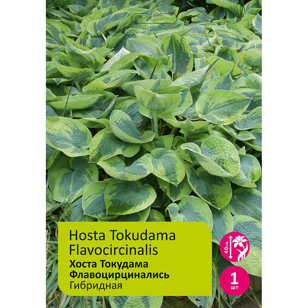 Хоста Токудама Флавоцирцинались 1шт/Hosta Tokudama Flavocircinalis