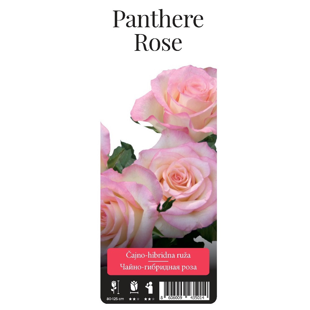 Роза Пантер Роуз чайно-гибридная 1шт. /Panthere Rose /20