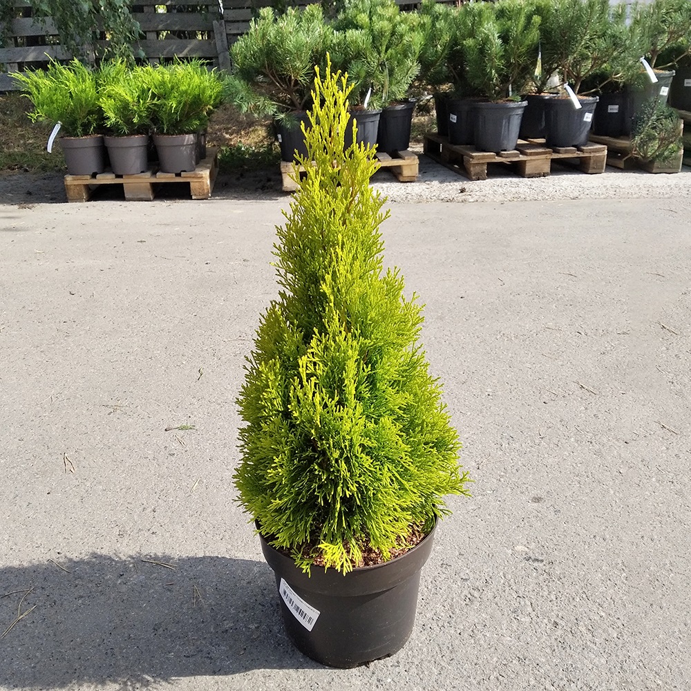 Туя западная Голден Смарагд С4 (высота 40-50см) 1шт/Thuja occidentalis Golden Smaragd
