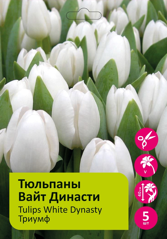 Тюльпаны Вайт Династи 5шт Триумф 11/12 /Tulip White Dynasty
