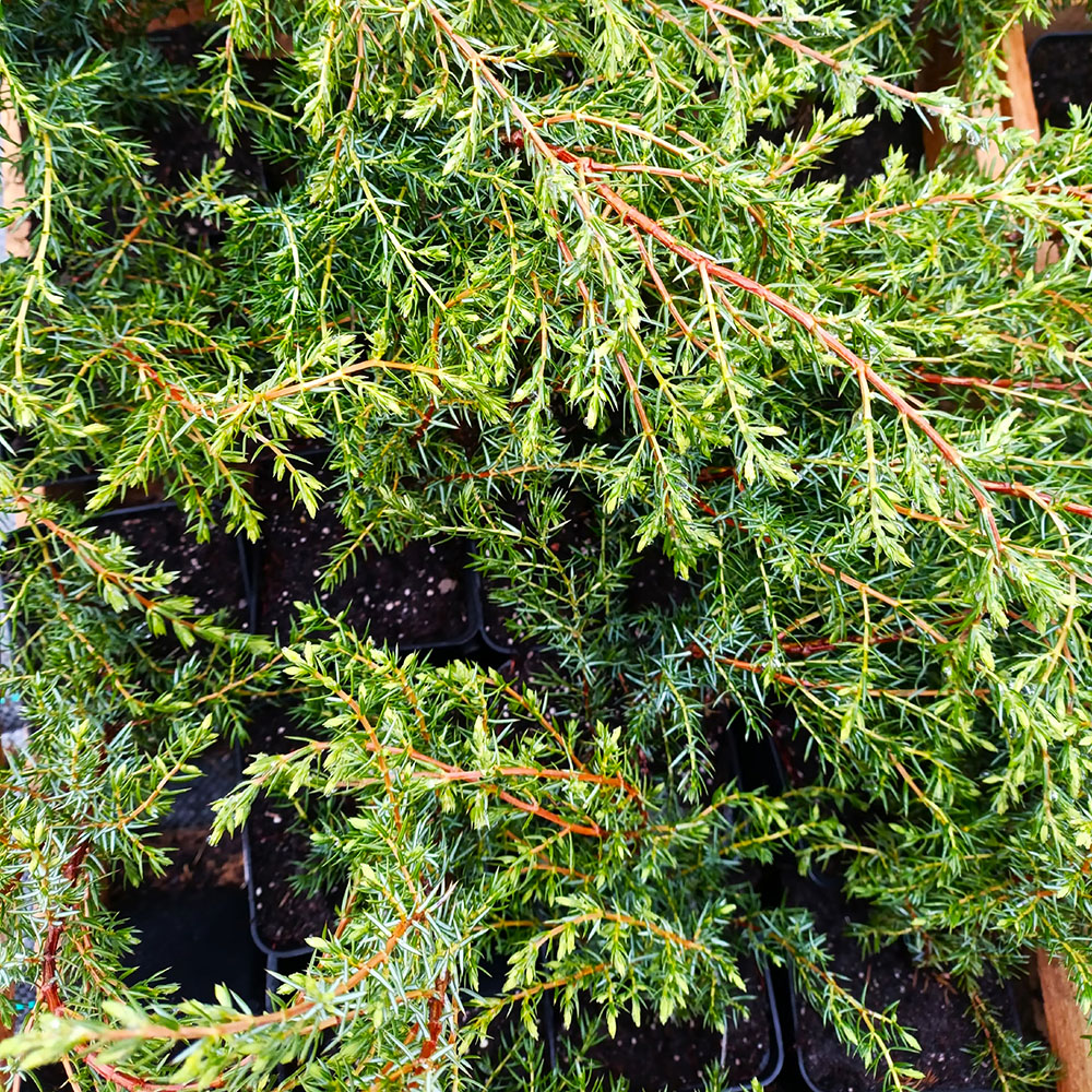 Можжевельник обыкновенный Хиберника Р9 1шт/ Juniperus communis Hibernica