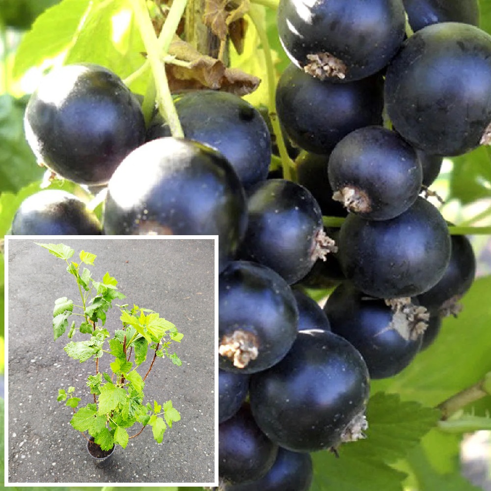 Смородина черная Пигмей в горшке 2л/1шт 