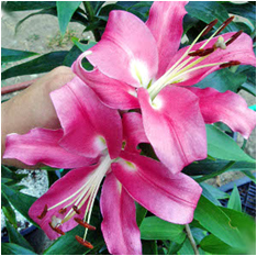 Лилия Робина 2шт 18/20 ОТ-гибрид /Lilium Robina