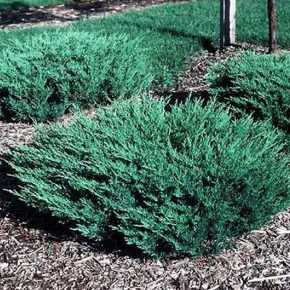 Можжевельник горизонтальный Андора Компакта в горшке 5 л  1 шт