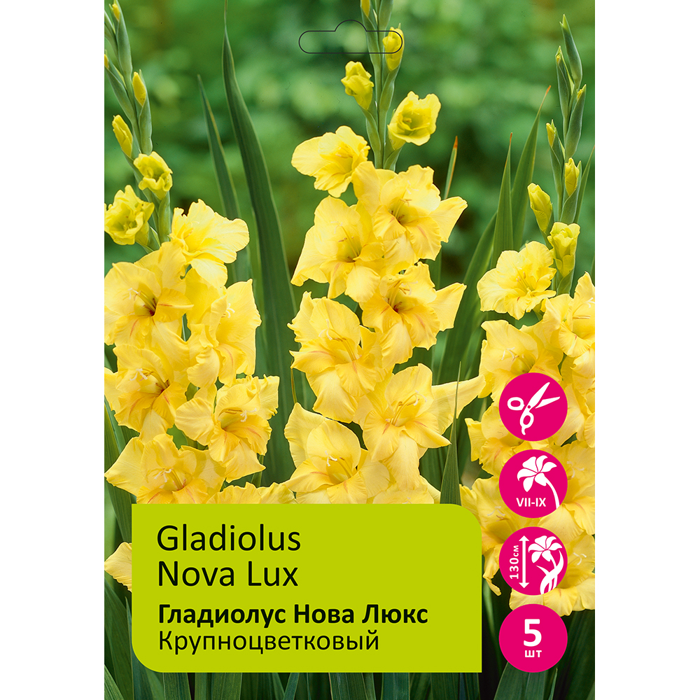Гладиолус Нова Люкс 12/14 5шт /Gladiolus Nova Lux
