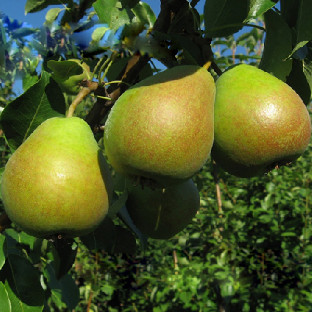 Груша Мраморная 1шт.