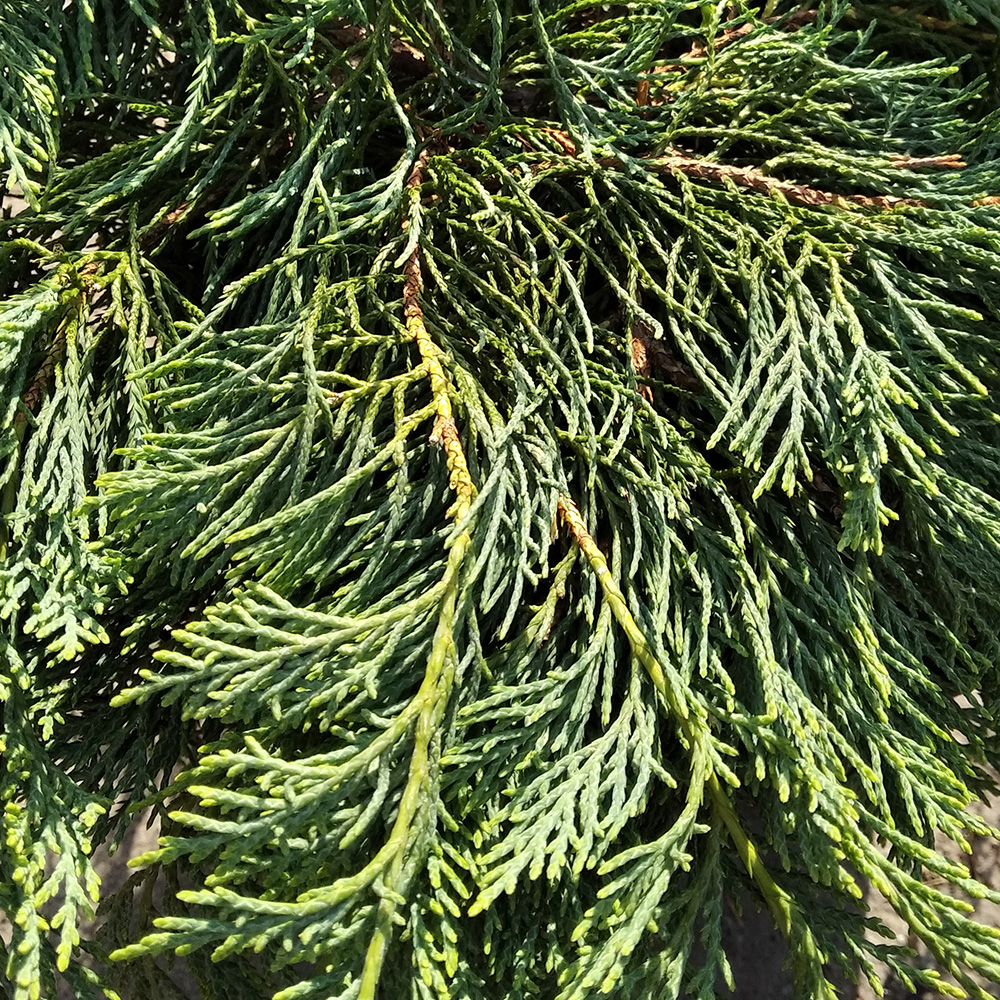 Можжевельник виргинский Грей Оул в горшке 7,5л (высота 40-50см) 1шт/ Juniperus virginiana Grey Owl