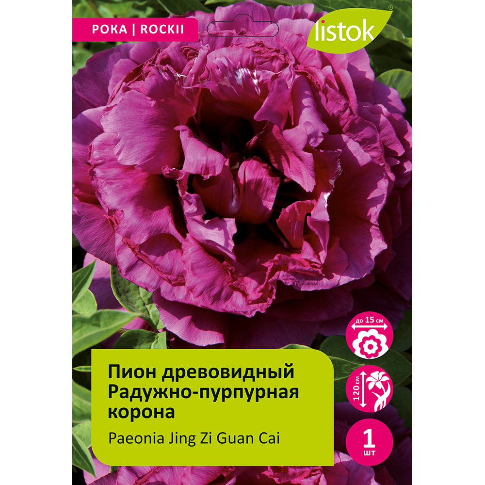 Пион древовидный Радужно-пурпурная корона 1шт/Paeonia Jing Zi Guan Cai (Цзин Цзы Гуань Цай)