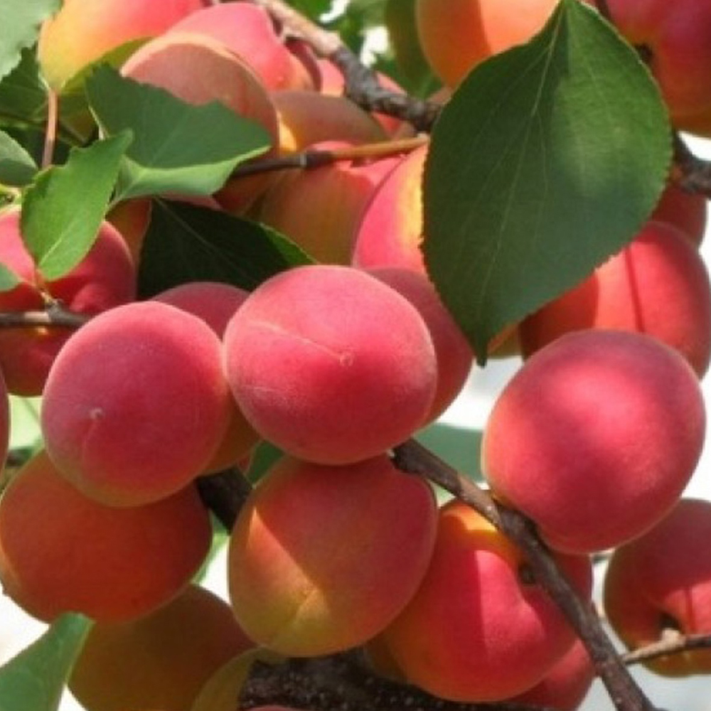 Абрикос Саратовский Рубин 1шт (подвой алыча)