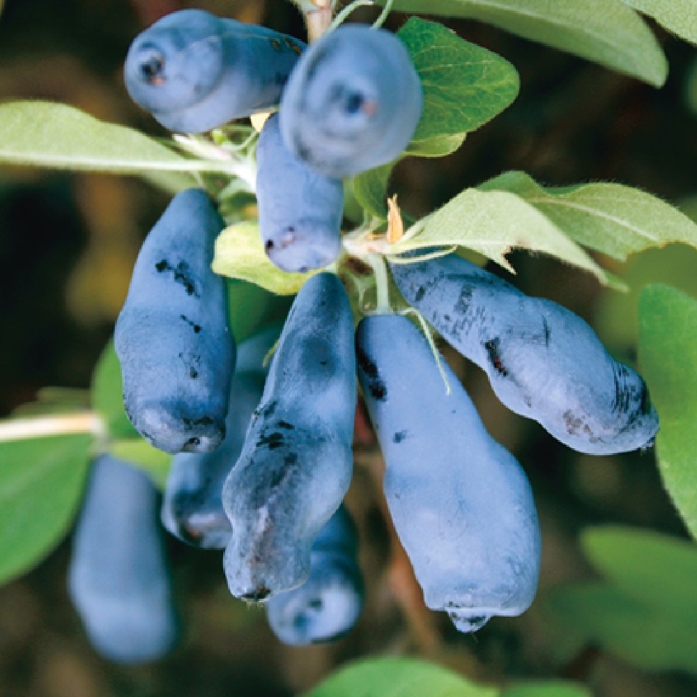 Жимолость Морена ЗКС 2-2,7 л 