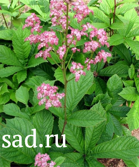 Седум/очиток обыкновенный Винки Р9 1шт/Sedum Winky