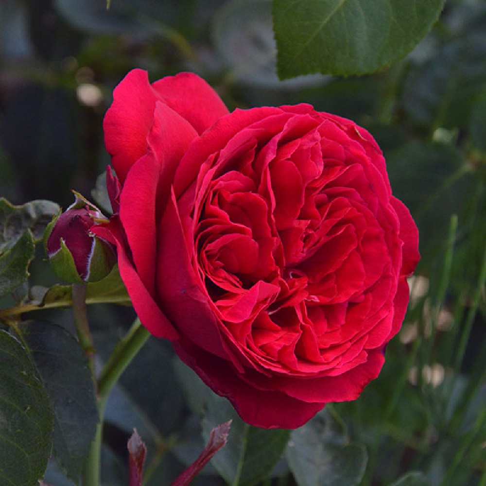 Роза Эрик Табарли плетистая  1шт./Eric Tabarly /20