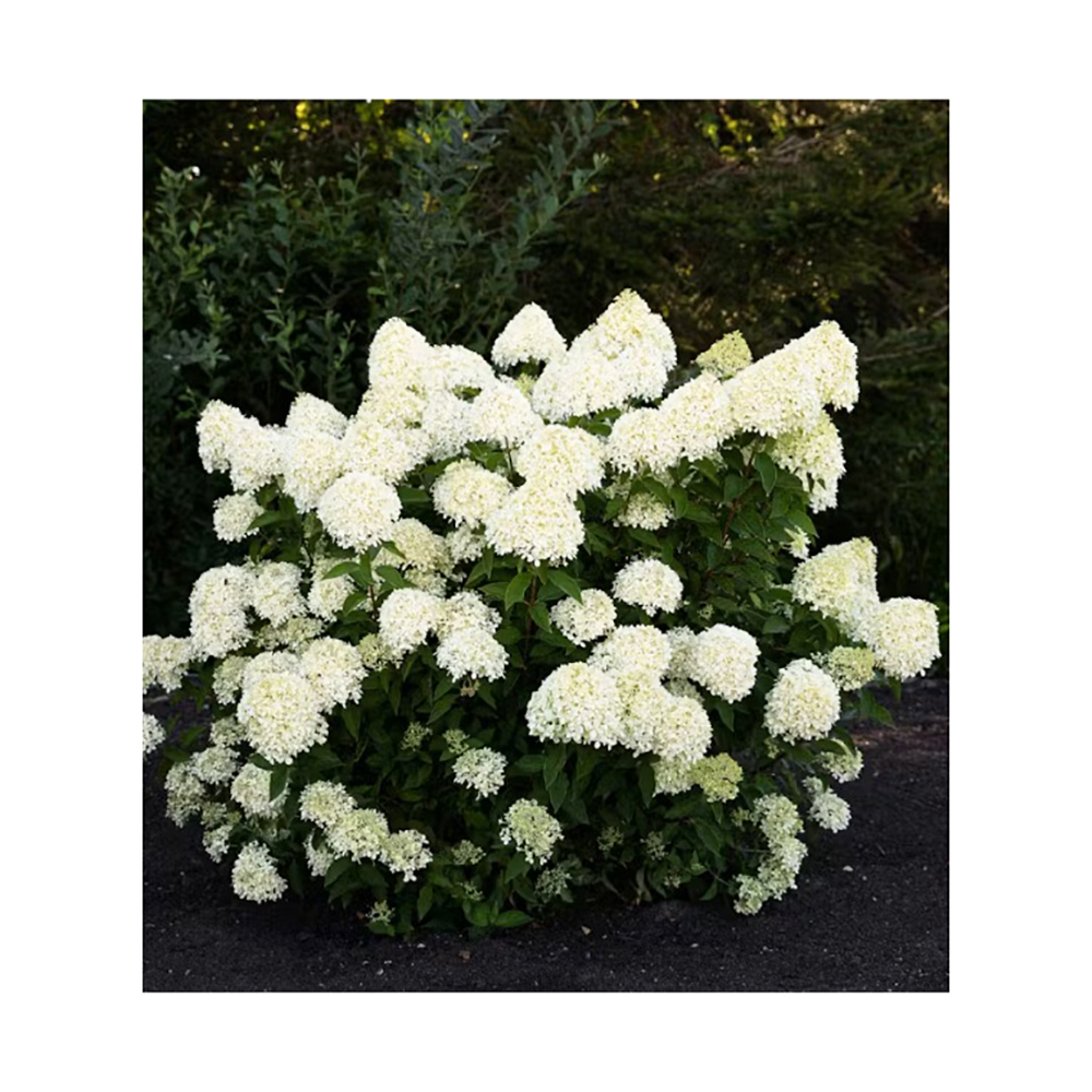 Гортензия метельчатая Литтл Альф С3 1 шт/Hydrangea paniculata Little Alf