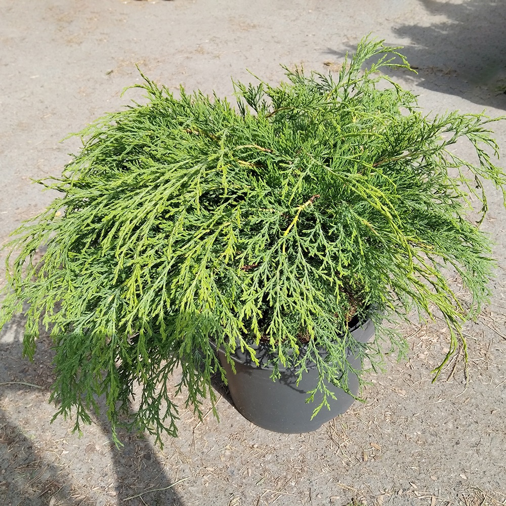 Микробиота перекрестнопарная С5 (высота 40-50см) 1шт/Microbiota decussata