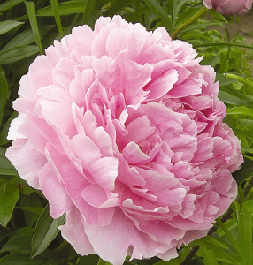 Пион молочноцветковый Сара Бернар 1шт 2/3 / Sarah Bernhardt (Sha la /Ша Ла)