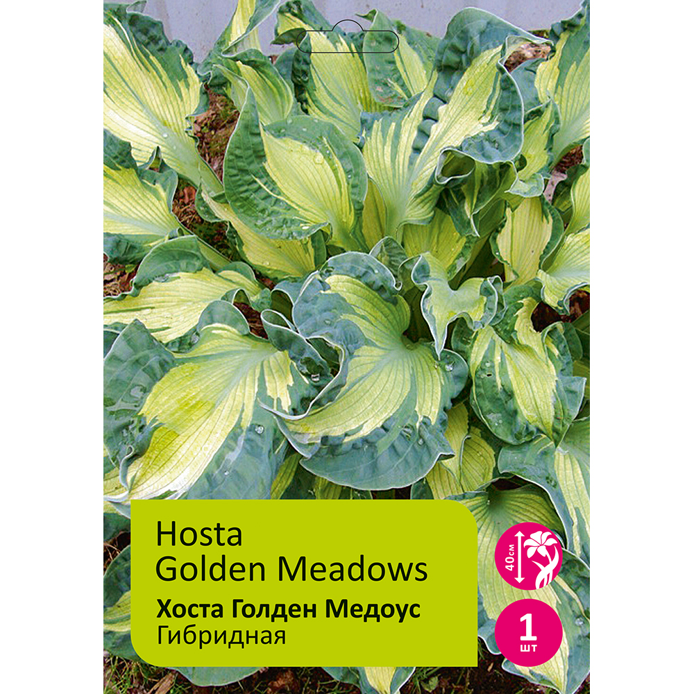 Хоста Голден Медоус 1шт I /Hosta Golden Meadows