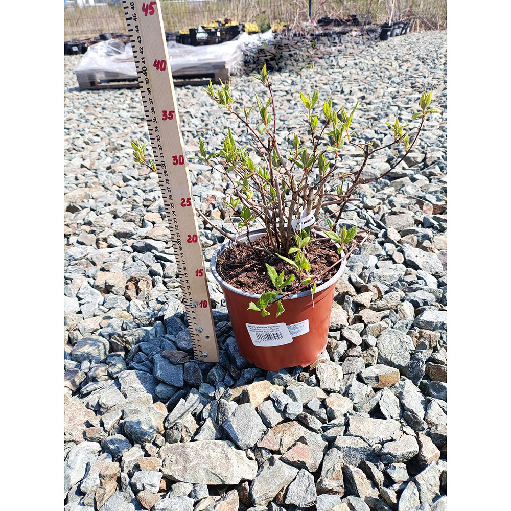 Дейция гибридная Распберри Сандей Лоу С3 1шт/Deutzia RASPBERRY SUNDAE Low