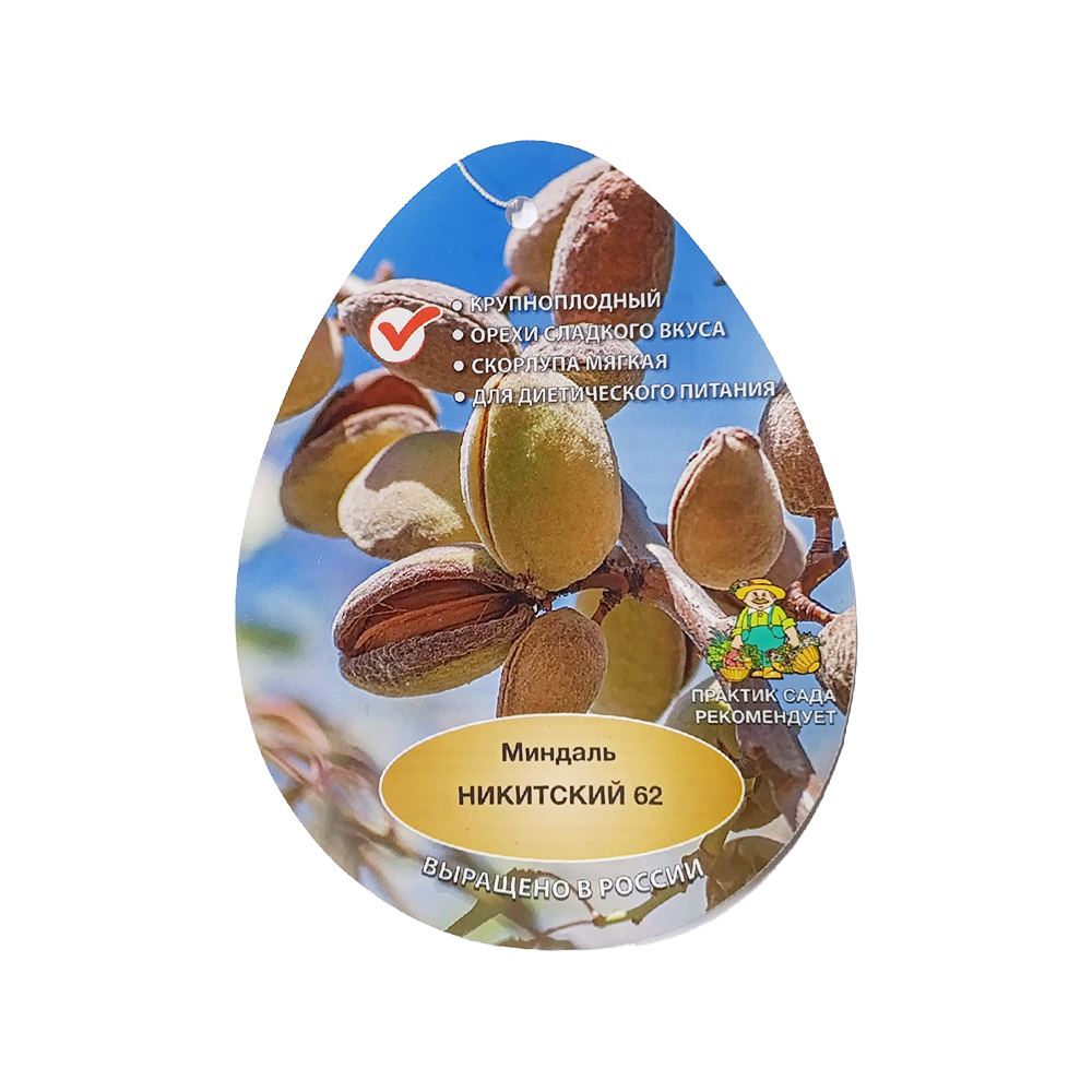 Миндаль Никитский 62 (подвой алыча, в сетке) 1шт