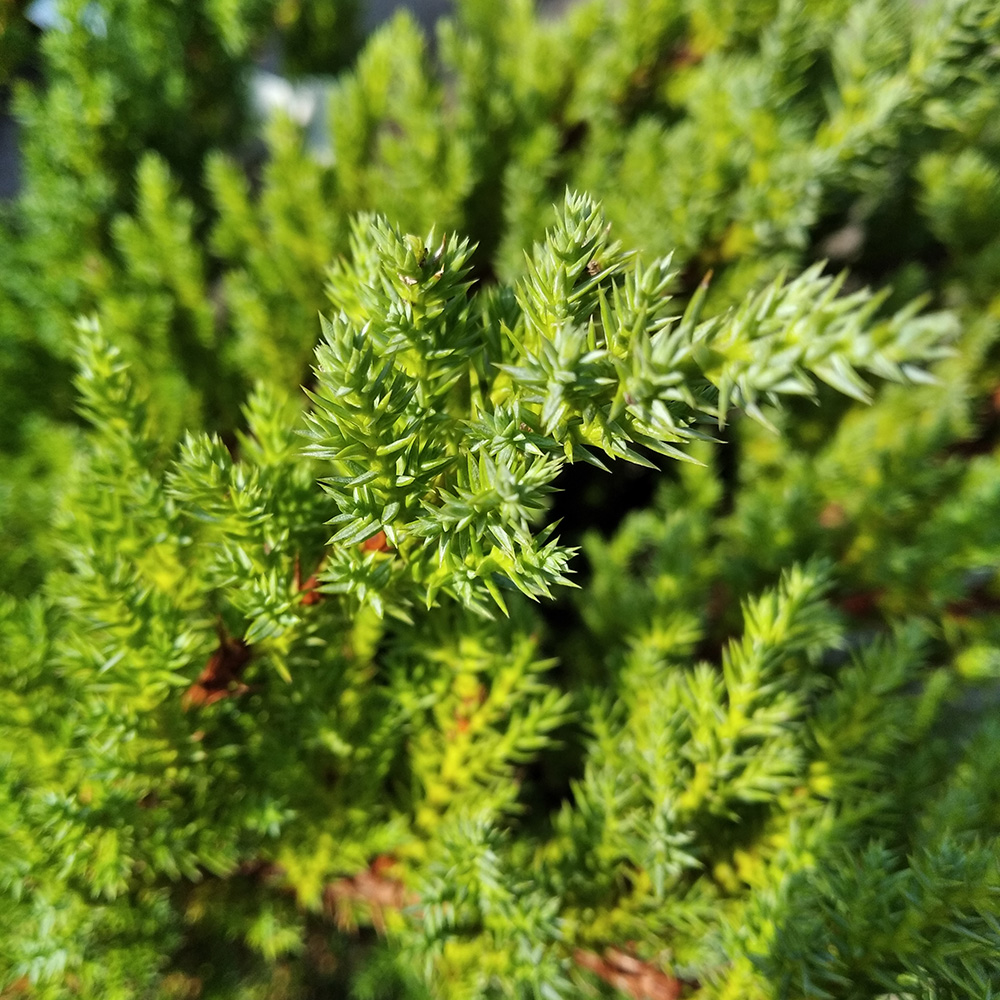Можжевельник средний Блу Чиффон С5 (высота 25-30см) 1шт/Juniperus pfitzeriana Blue Chiffon