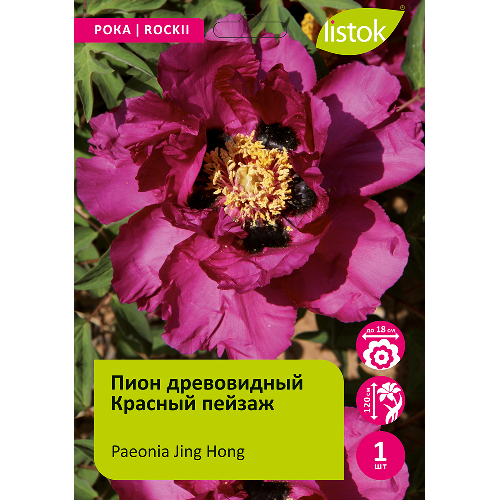 Пион древовидный Красный пейзаж 1шт/Paeonia Jing Hong (Цзин Хонг)