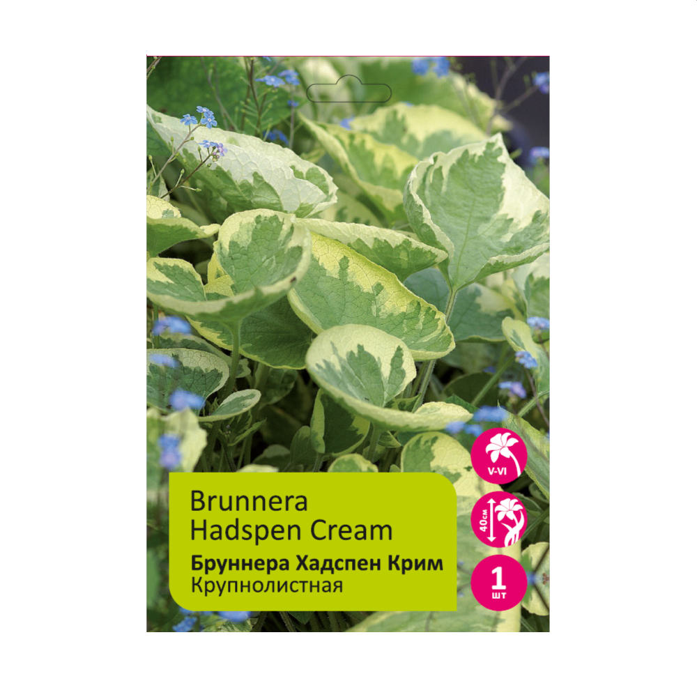 Бруннера Хадспен Крим 1шт /Brunnera Hadspen Cream