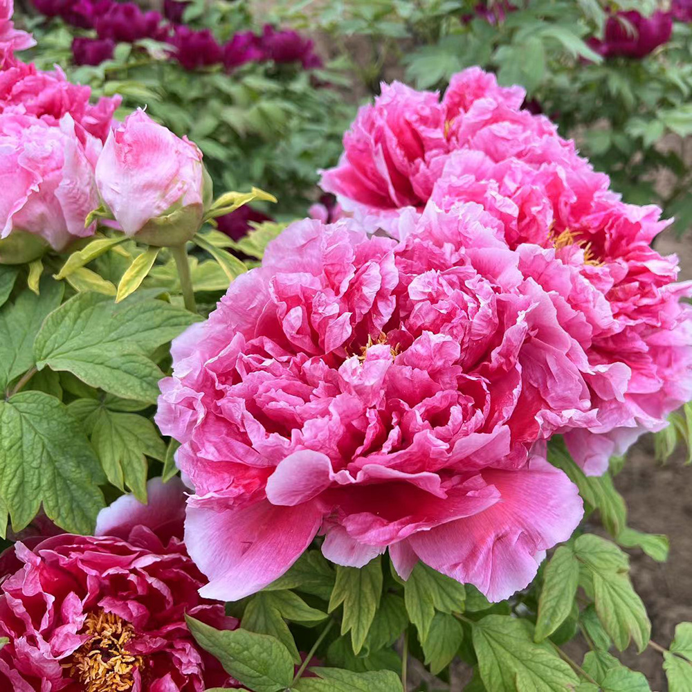 Пион древовидный Мороженое Симанэ 1шт/Paeonia Dao gen sheng dai(Shimane sundaes) (Дао Гэнь Шэн Дай) Японская селекция