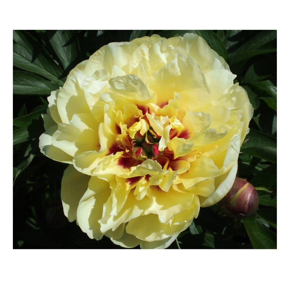 Пион Йеллоу Вотерлили ИТО-гибрид 1шт/Paeonia Itoh Yellow Waterlily