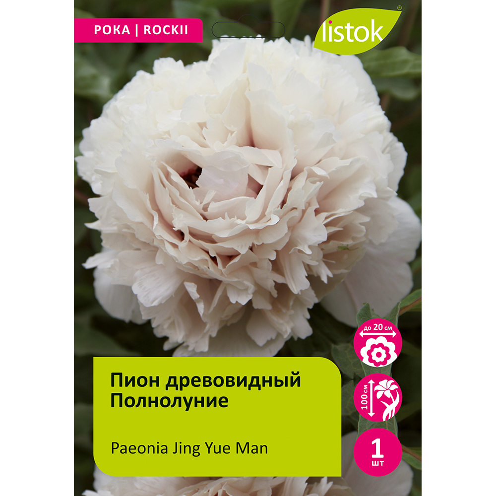 Пион древовидный Полнолуние 1шт/Paeonia Jing Yue Man (Цзин Юэ Ман)