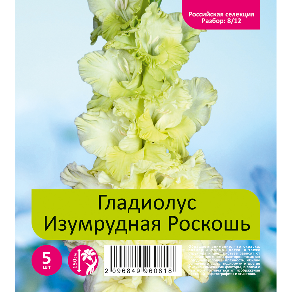 Гладиолус Изумрудная Роскошь 5шт  (разбор 8/12)