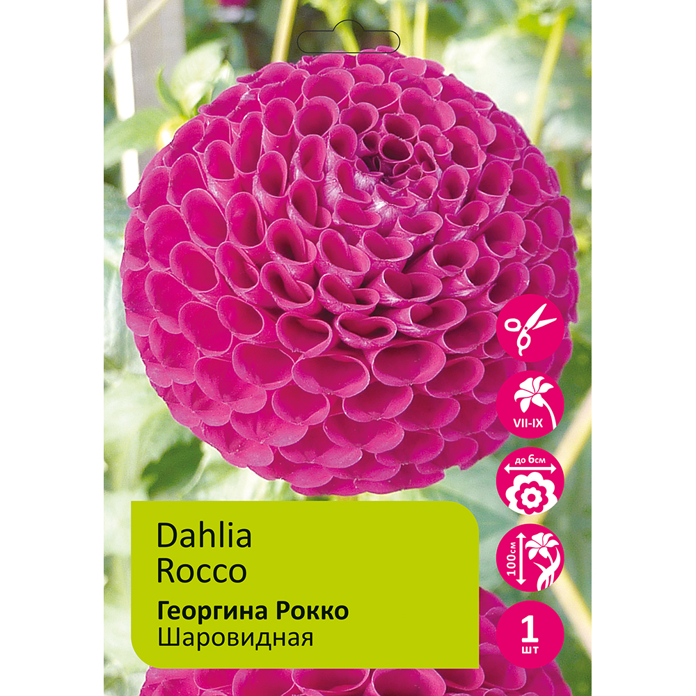 Георгина Рокко 1шт/Dahlia Rocco