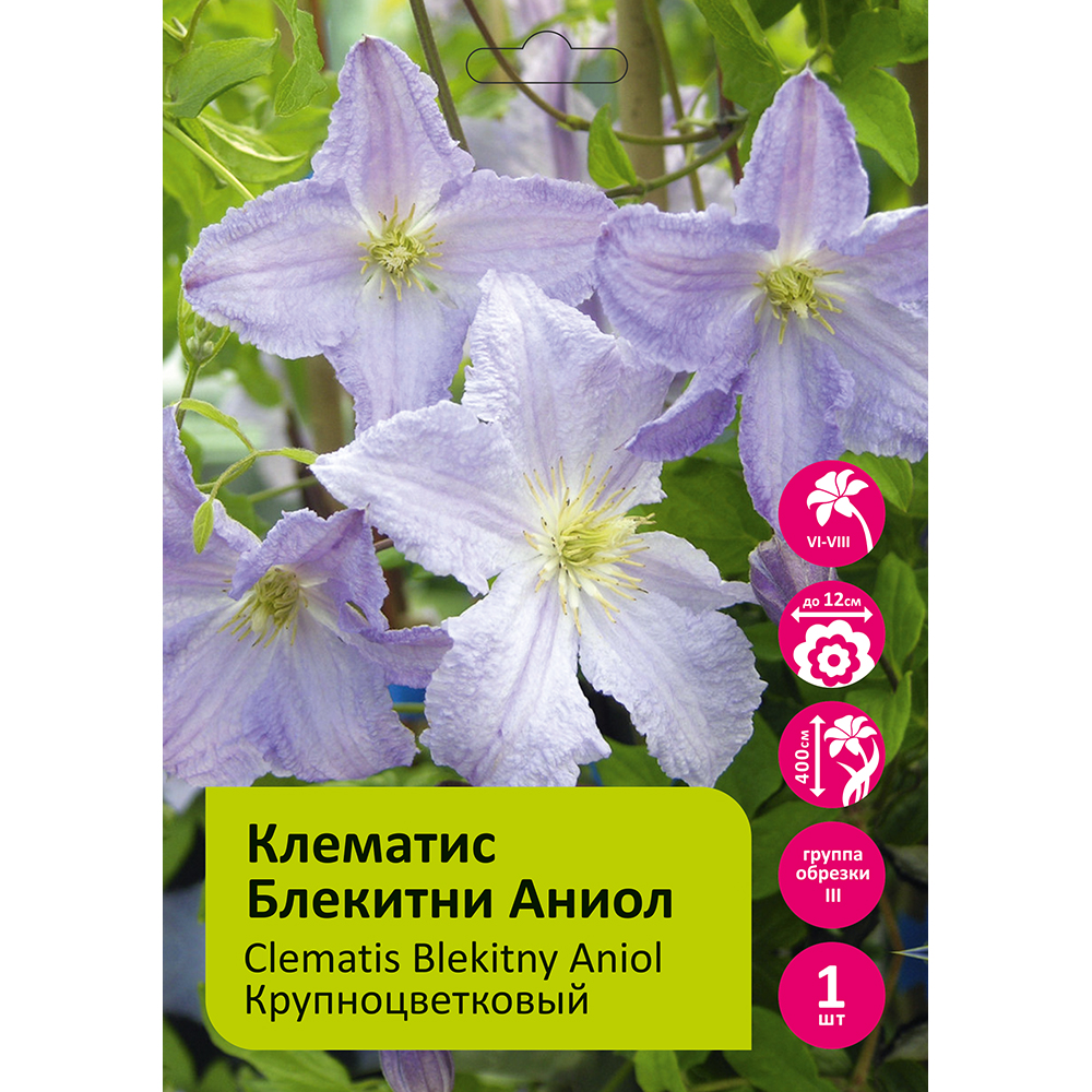 Клематис Блекитни Аниол  1шт гр.обрезки 3 / Clematis Blekitny Aniol