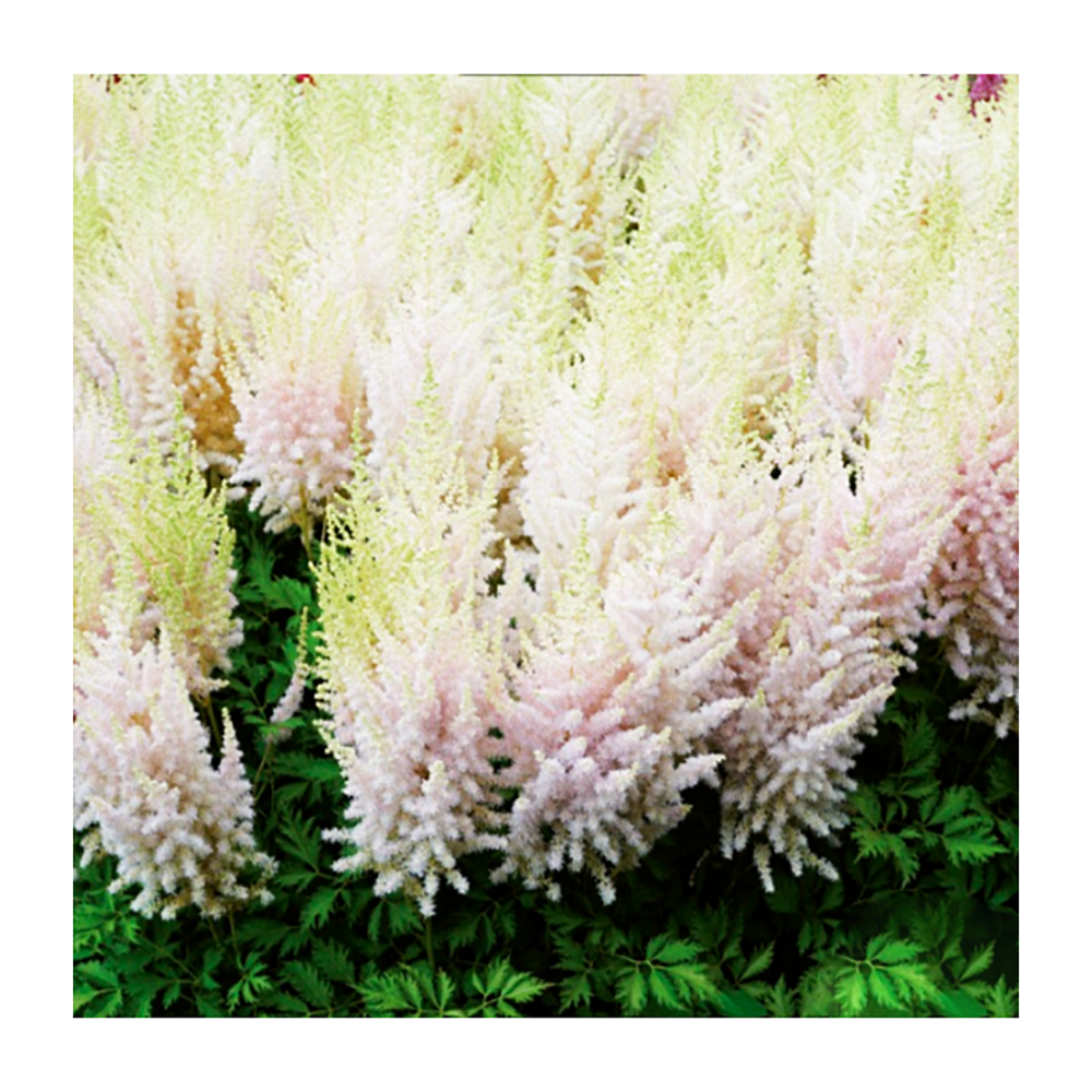 Астильба китайская Милк энд Хани С5 1шт/Astilbe Milk and Honey