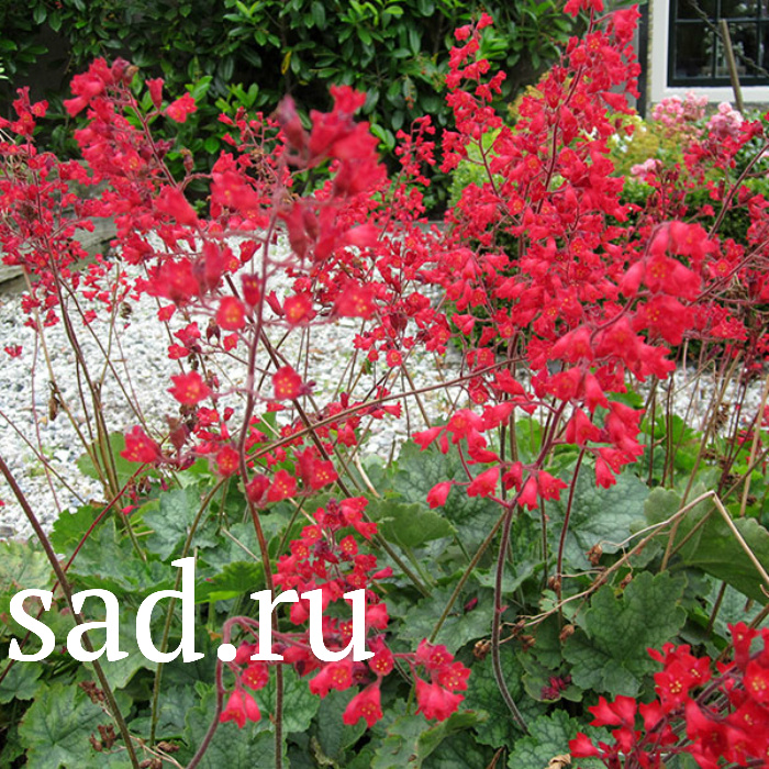 Гейхера кроваво-красная Руби Белс Р9 1шт/Heuchera sanguinea Ruby Bells 