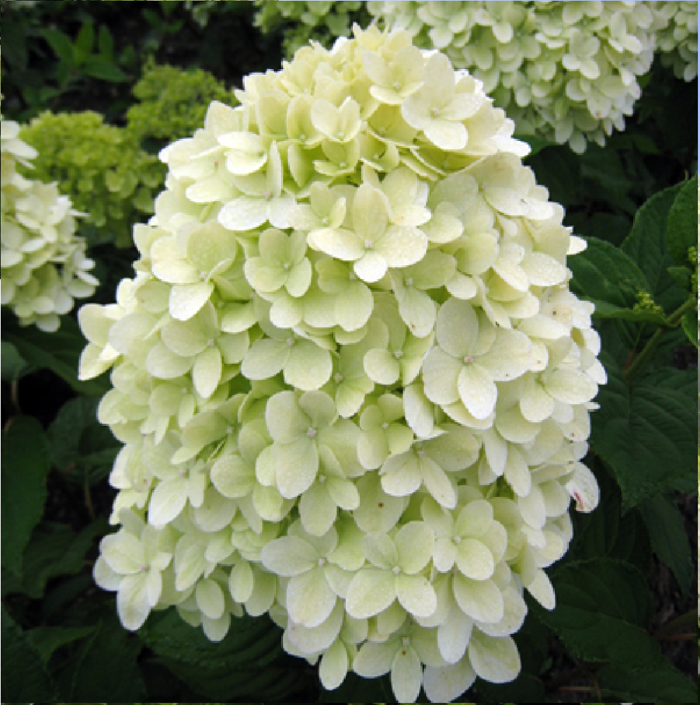 Гортензия метельчатая Лаймлайт 1шт.