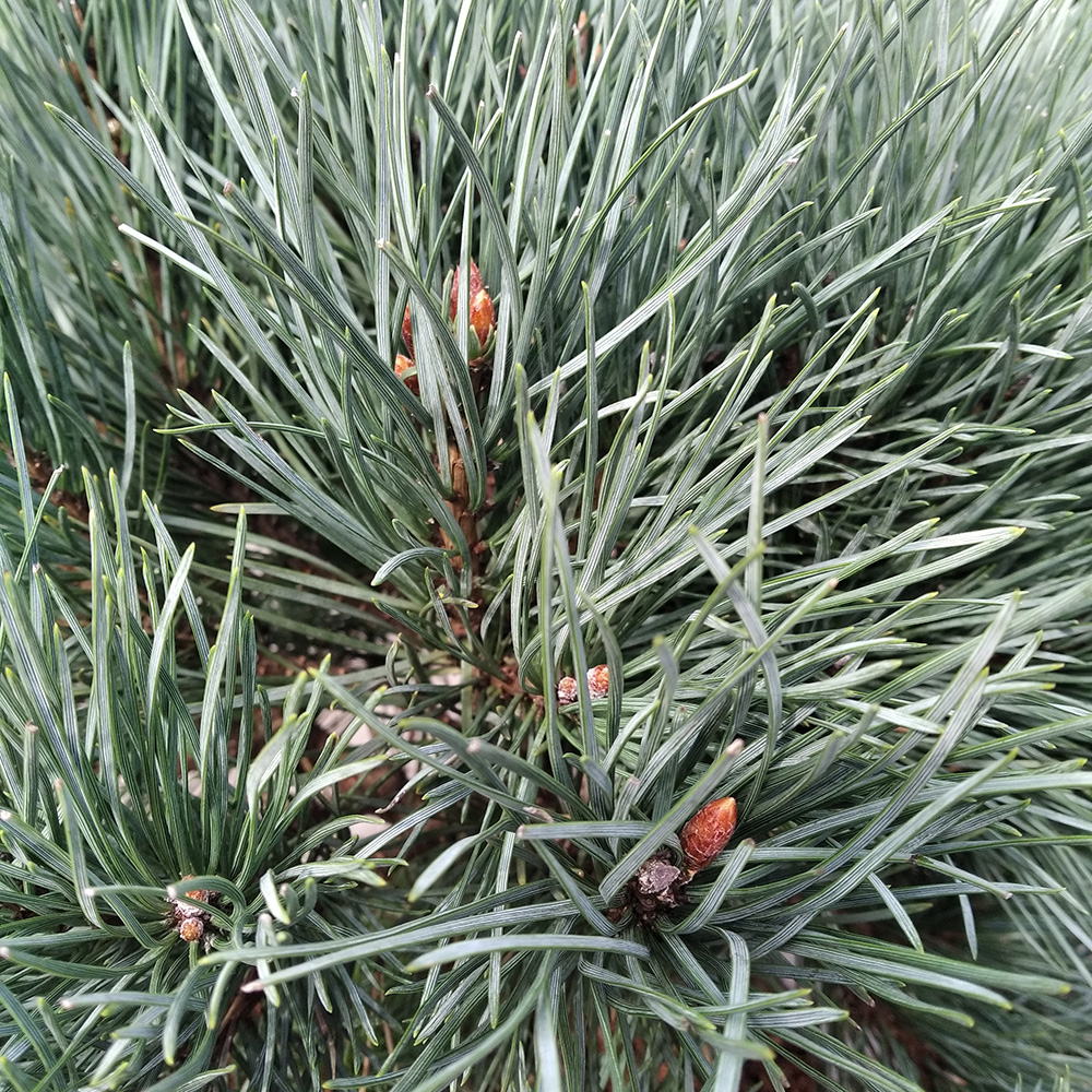 Сосна обыкновенная Ватерери С10  1шт/Pinus sylvestris Waterer