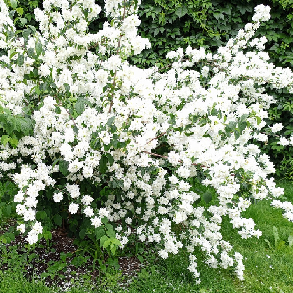 Чубушник Сноубель С3 1шт/Philadelphus Snowbelle
