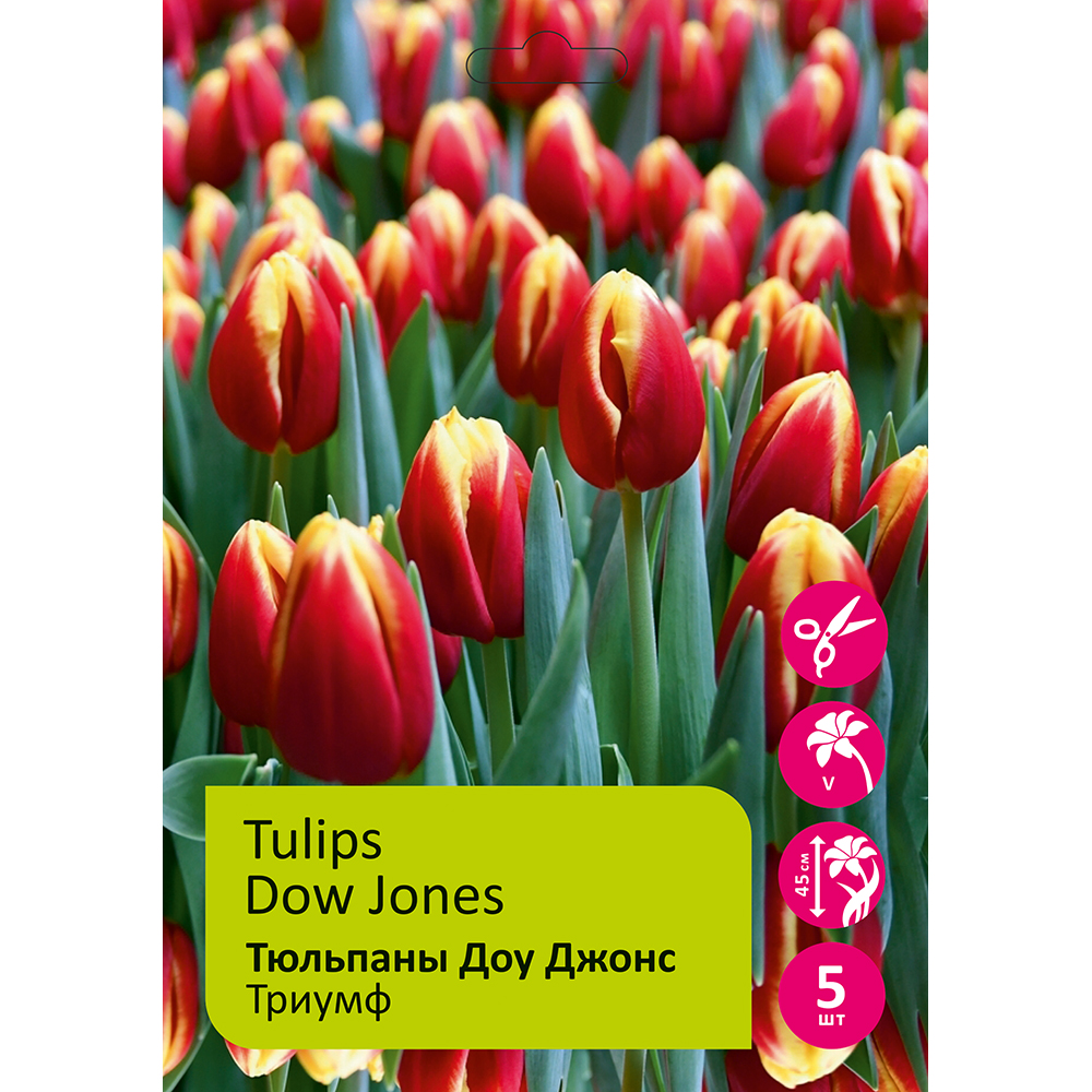 Тюльпаны Доу Джонс 5шт Триумф 12/+ / Tulips Dow Jones