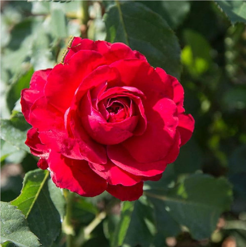 Роза Кронборг флорибунда 1 шт/Kronborg/ 20