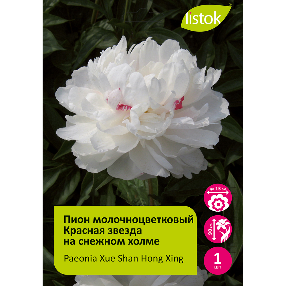 Пион молочноцветковый Красная звезда на снежном холме 1шт/Paeonia Xue Shan Hong Xing (Сюэ Шан Хун Син)