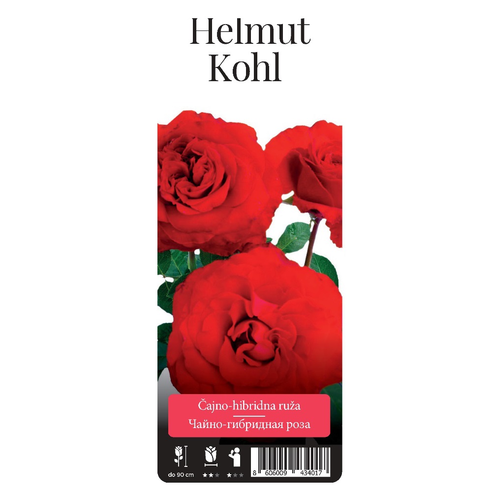 Роза Гельмут Коль чайно-гибридная 1шт / Helmut Kohl  /20